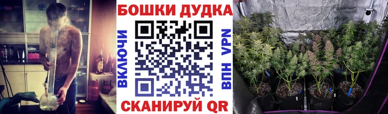 Купить закладки  Кемь  Каннабис сатива 